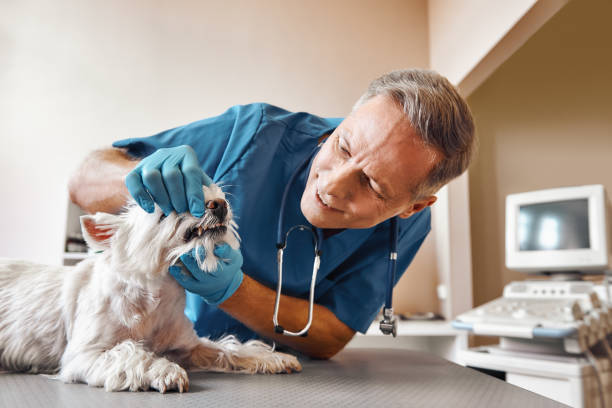 Best Emergency Dental Care for Trauma or Injury in Monroe Manor, NJ